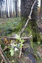 20211117Familie Putz im Wald Putzveruck.JPG